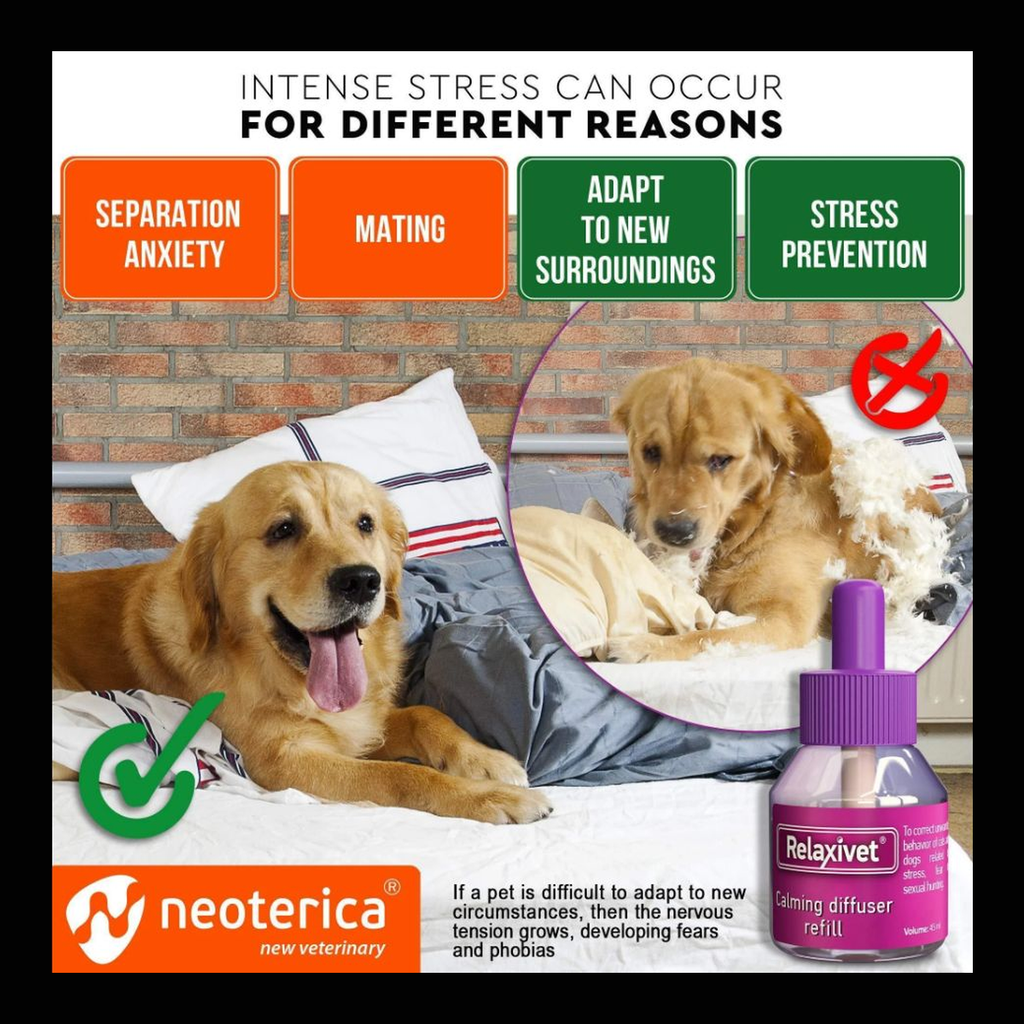 Dog relaxing at home with a pheromone diffuser with black brand border